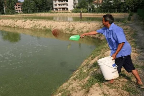鱼塘水质怎么调理，每隔7-10天加注新鲜水