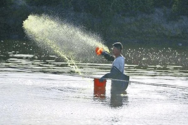鱼塘水质怎么调理，每隔7-10天加注新鲜水