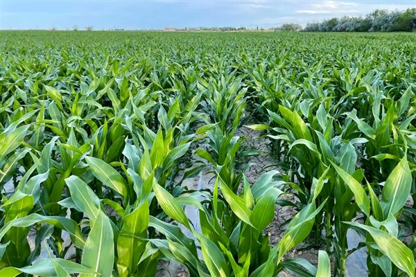 中元598玉米品种简介，生长周期约为99天