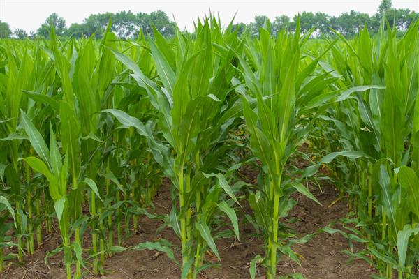 中元598玉米品种简介，生长周期约为99天