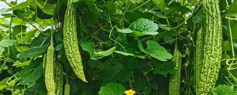 苦瓜生长后期怎么留瓜，切记不要贪多