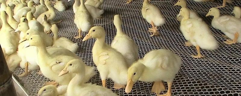 鸭子夏季容易死亡的原因，气温过高容易出现热应激