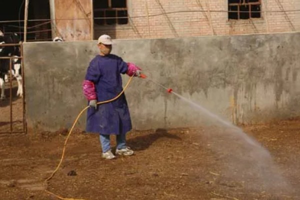 84消毒液能不能用于牛舍消毒，对牛舍的地面具有良好的消毒效果