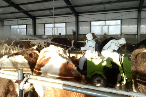 84消毒液能不能用于牛舍消毒，对牛舍的地面具有良好的消毒效果