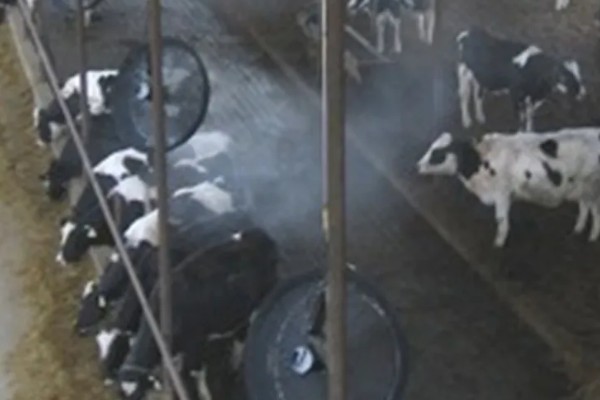 84消毒液能不能用于牛舍消毒，对牛舍的地面具有良好的消毒效果