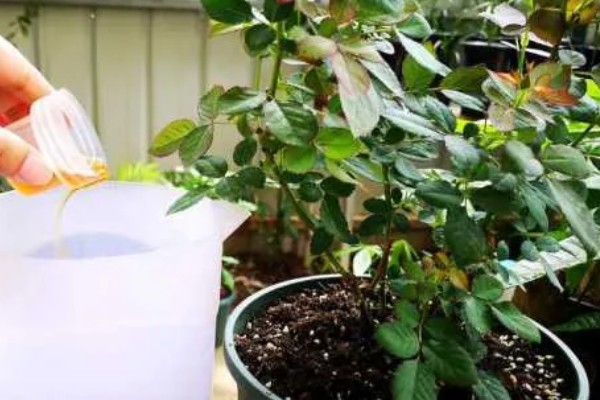 如何修剪月季花才能多开花，把向内生长的枝条剪除