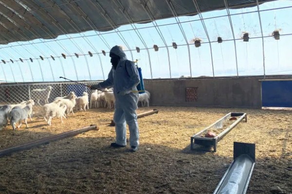 84消毒液能不能用于牛舍消毒，对牛舍的地面具有良好的消毒效果