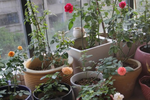 如何修剪月季花才能多开花，把向内生长的枝条剪除