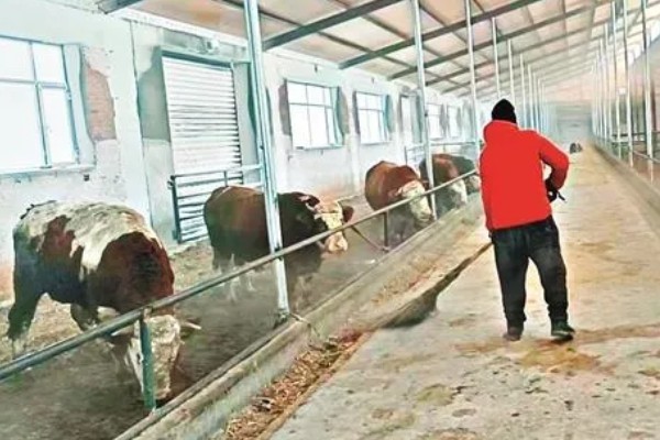 84消毒液能不能用于牛舍消毒，对牛舍的地面具有良好的消毒效果