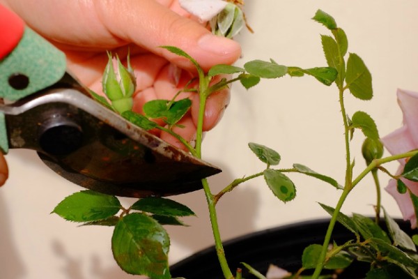 如何修剪月季花才能多开花，把向内生长的枝条剪除