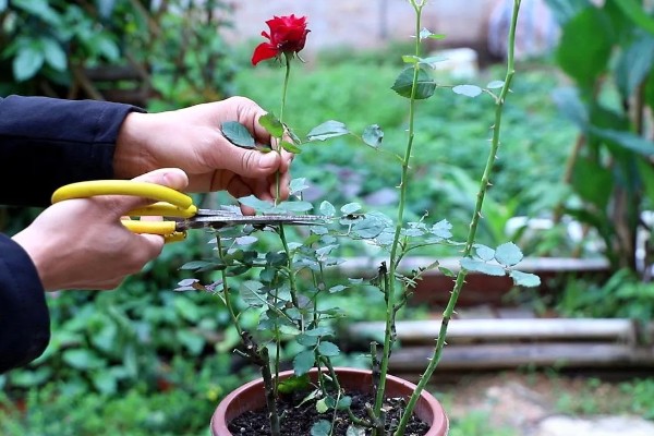 如何修剪月季花才能多开花，把向内生长的枝条剪除