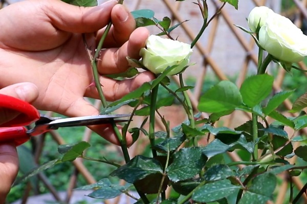 如何修剪月季花才能多开花，把向内生长的枝条剪除