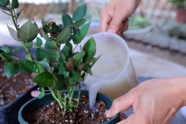 如何修剪月季花才能多开花，把向内生长的枝条剪除