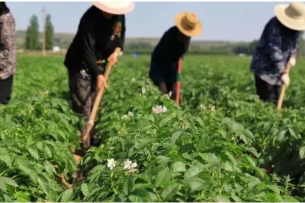 土豆何时打顶，现蕾期至初花期打顶为宜