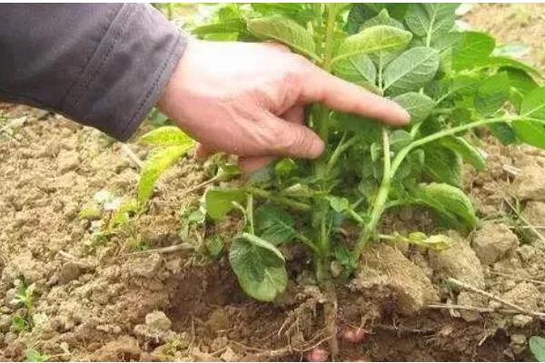 土豆何时打顶，现蕾期至初花期打顶为宜