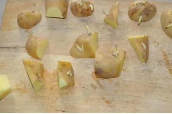 土豆何时打顶，现蕾期至初花期打顶为宜