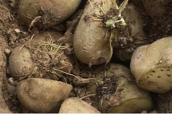 土豆何时打顶，现蕾期至初花期打顶为宜