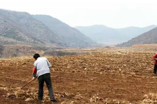 土豆何时打顶，现蕾期至初花期打顶为宜