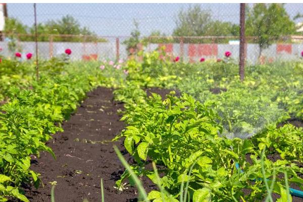 土豆何时打顶，现蕾期至初花期打顶为宜