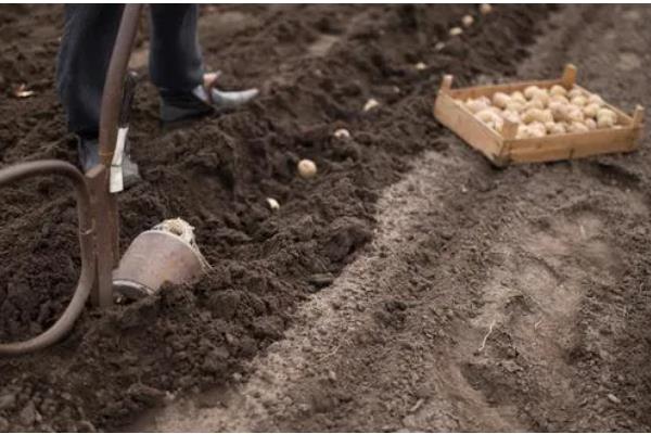 土豆何时打顶，现蕾期至初花期打顶为宜