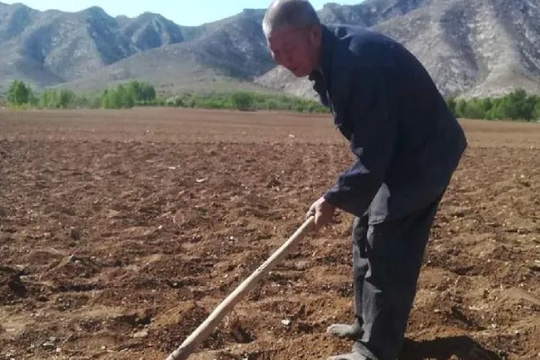 西红柿怎么种植，花序坐果、穗果膨大时要追肥