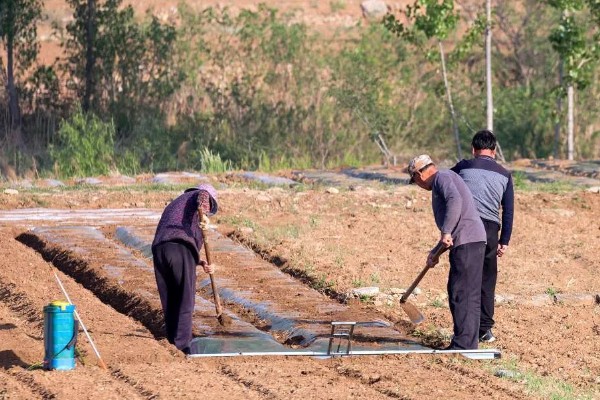 西红柿怎么种植，花序坐果、穗果膨大时要追肥