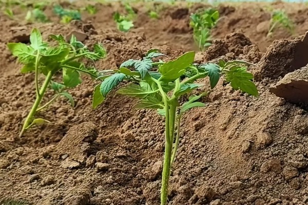 西红柿怎么种植，花序坐果、穗果膨大时要追肥