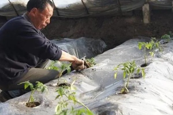 西红柿怎么种植，花序坐果、穗果膨大时要追肥