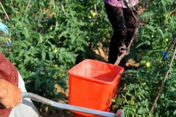 西红柿怎么种植，花序坐果、穗果膨大时要追肥