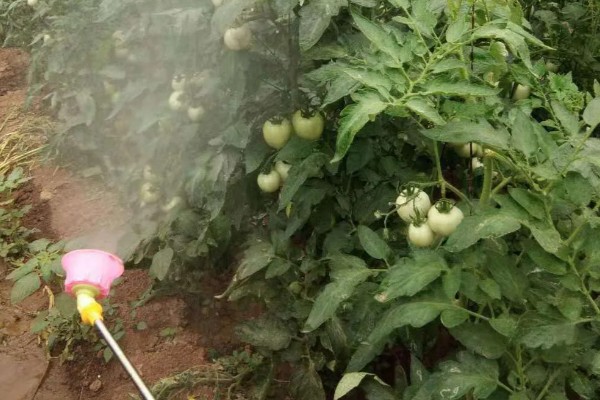 西红柿怎么种植，花序坐果、穗果膨大时要追肥