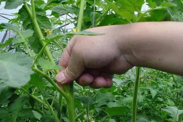 西红柿怎么种植，花序坐果、穗果膨大时要追肥