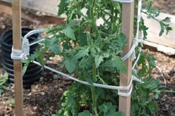 西红柿怎么种植，花序坐果、穗果膨大时要追肥