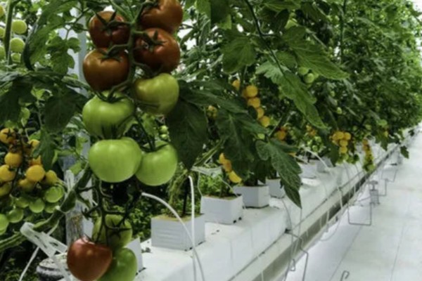 西红柿怎么种植，花序坐果、穗果膨大时要追肥