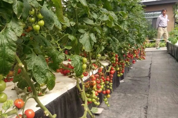 西红柿怎么种植，花序坐果、穗果膨大时要追肥