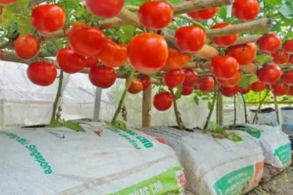 西红柿怎么种植，花序坐果、穗果膨大时要追肥