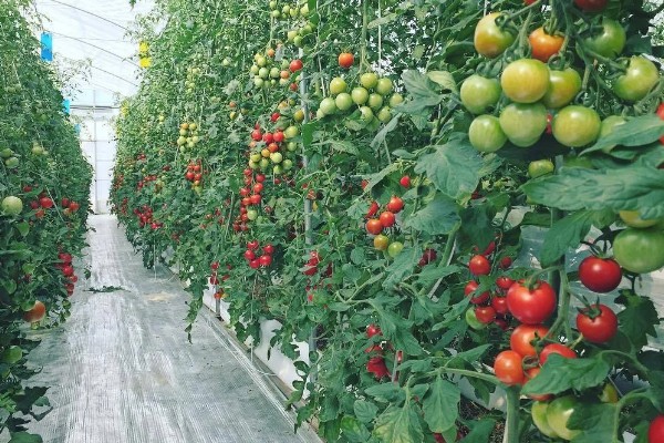 西红柿怎么种植，花序坐果、穗果膨大时要追肥