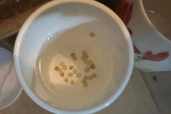 西红柿怎么种植，花序坐果、穗果膨大时要追肥