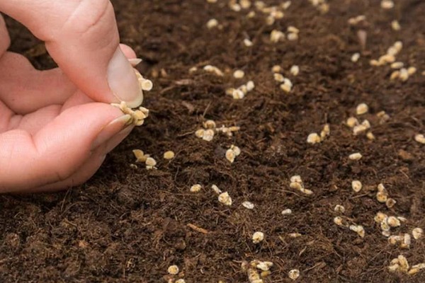 西红柿怎么种植，花序坐果、穗果膨大时要追肥