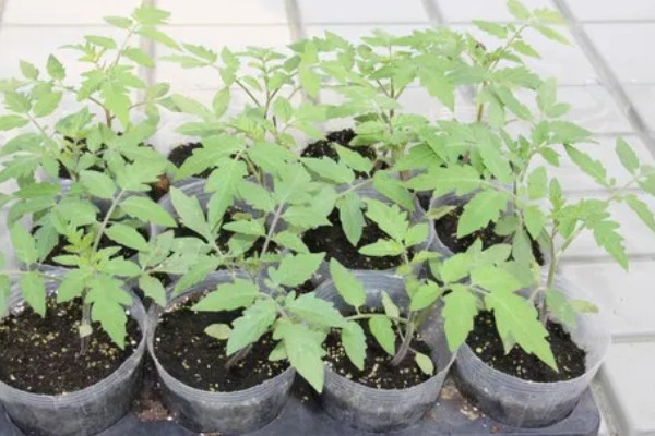 西红柿怎么种植，花序坐果、穗果膨大时要追肥