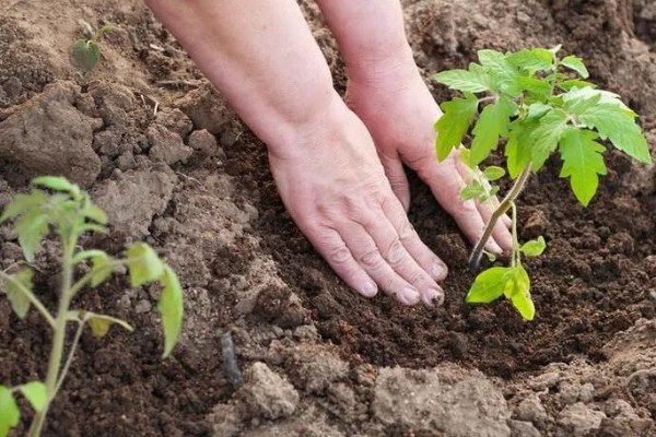 西红柿怎么种植，花序坐果、穗果膨大时要追肥