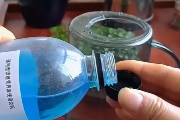 西红柿怎么种植，花序坐果、穗果膨大时要追肥