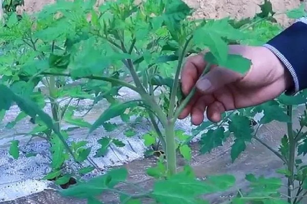 西红柿怎么种植，花序坐果、穗果膨大时要追肥