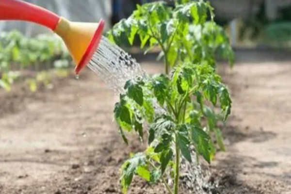 西红柿怎么种植，花序坐果、穗果膨大时要追肥