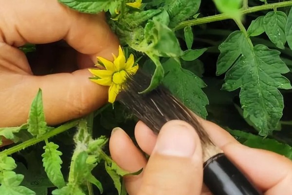 西红柿怎么种植，花序坐果、穗果膨大时要追肥