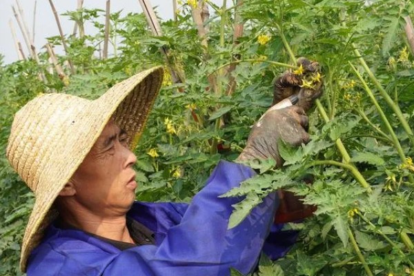 西红柿怎么种植，花序坐果、穗果膨大时要追肥