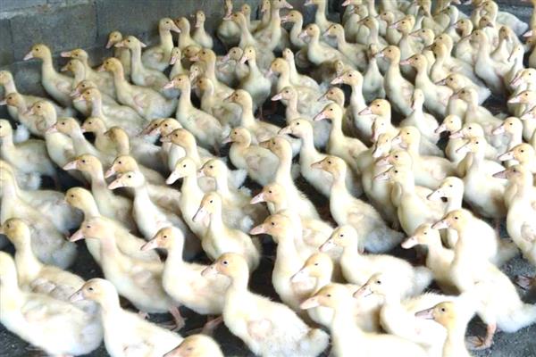 鸭子夏季容易死亡的原因，气温过高容易出现热应激