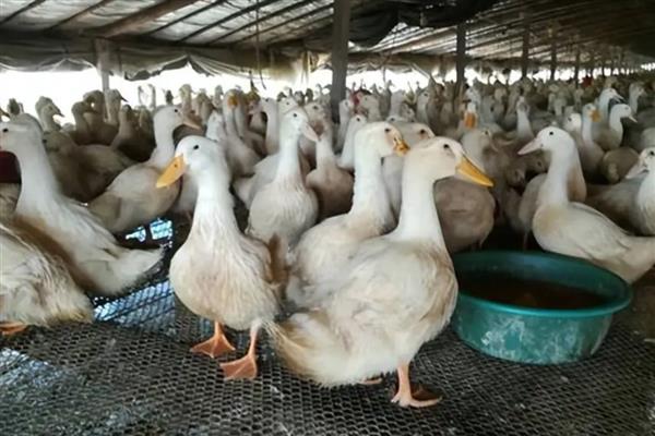 鸭子夏季容易死亡的原因，气温过高容易出现热应激