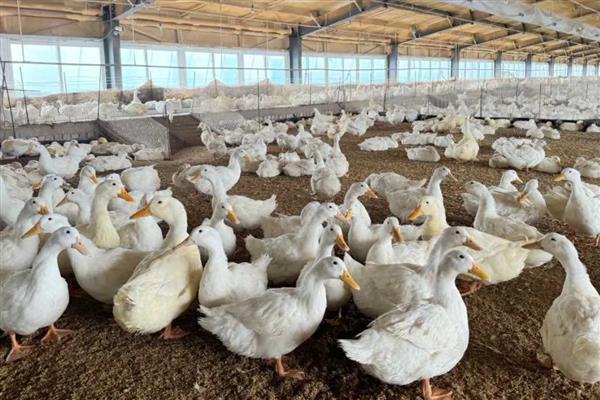 鸭子夏季容易死亡的原因，气温过高容易出现热应激