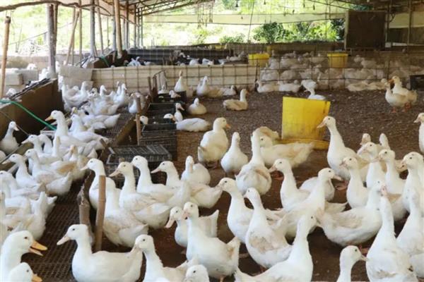 鸭子夏季容易死亡的原因，气温过高容易出现热应激