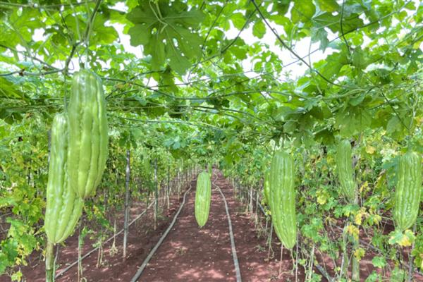 苦瓜生长后期怎么留瓜，切记不要贪多